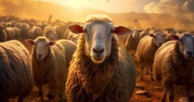 Həqiqi qurban – kəsilən deyil, kəsəndir…
